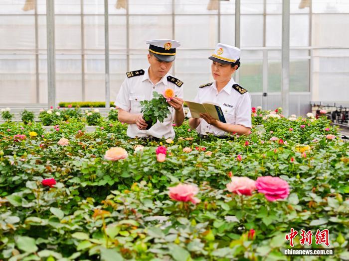 中秋将至云南鲜切花加速“出海” 香飘东南亚