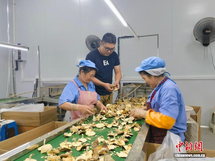 浙江“90后”华侨回乡当“菇农” 侨力量助推村民奔共富