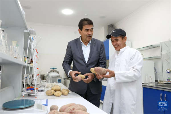 中方技术助力乌兹别克斯坦提升马铃薯产量