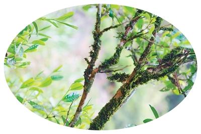 到侨乡，喝春天里的第一杯茶