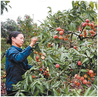  小小农产品，带强富民大产业（国际视点） 