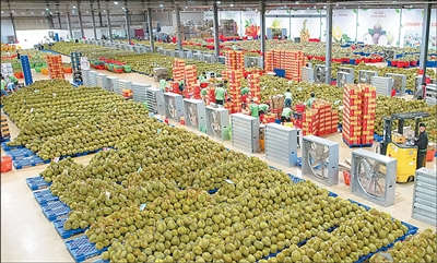  越南果蔬对华出口增长势头强劲 