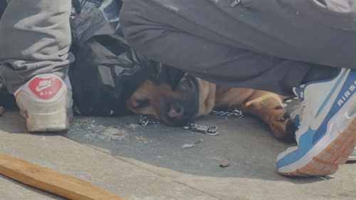 洛杉矶动保组织：有人卖狗换毒，用动物验毒